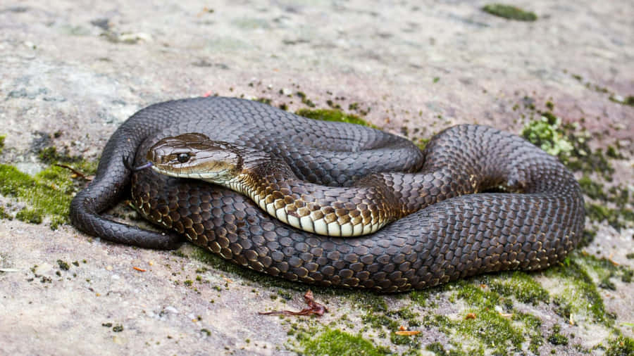 Tiger Snake Coiledon Rock Wallpaper