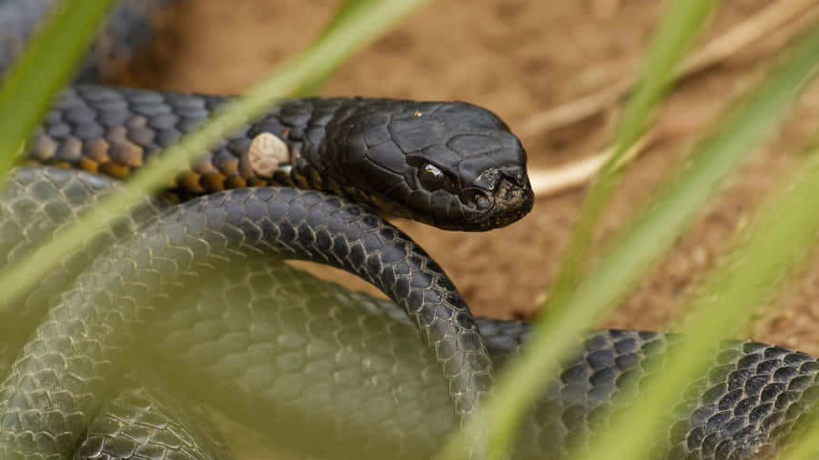 Tiger Snakein Natural Habitat Wallpaper