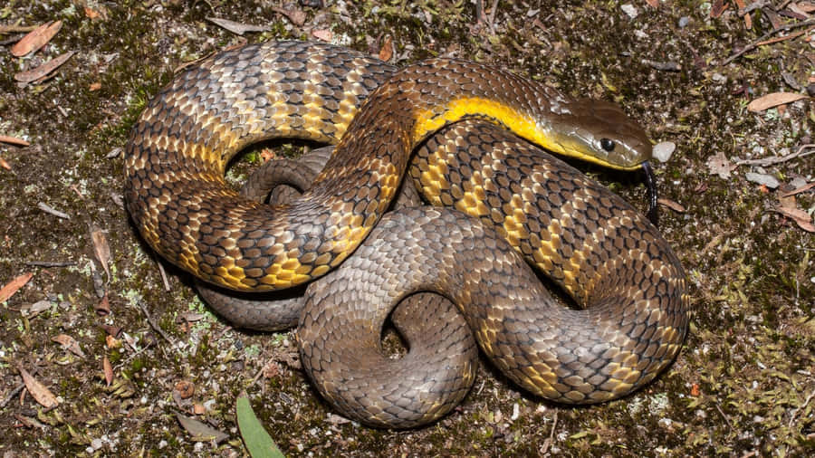 Tiger Snakein Natural Habitat Wallpaper