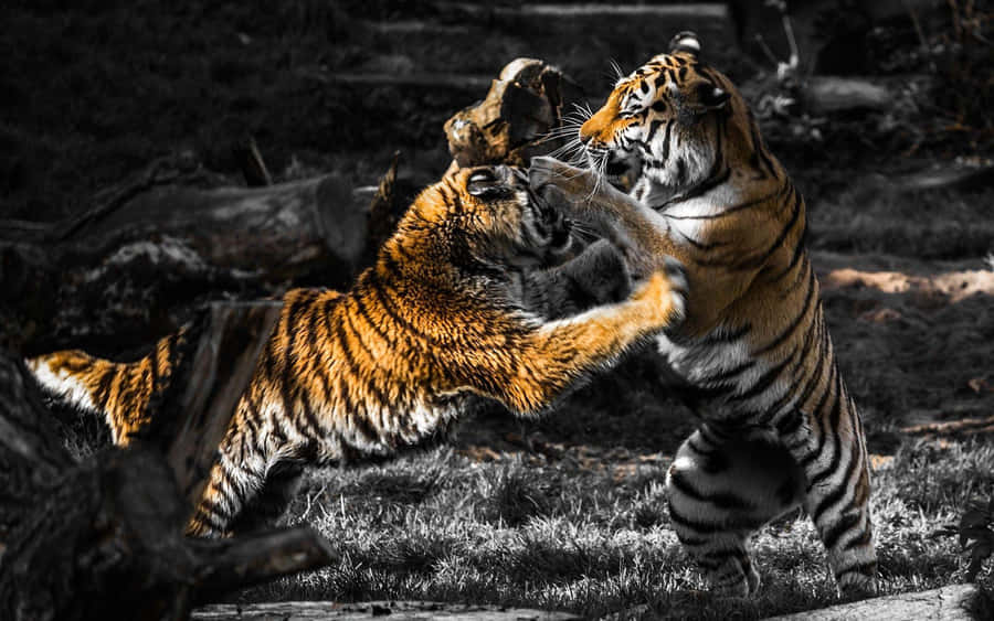 Tigers_ In_ Conflict.jpg Wallpaper
