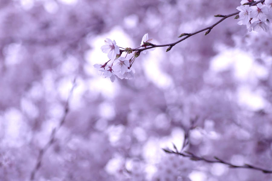 Time To Enjoy The Beauty Of Sakura Wallpaper