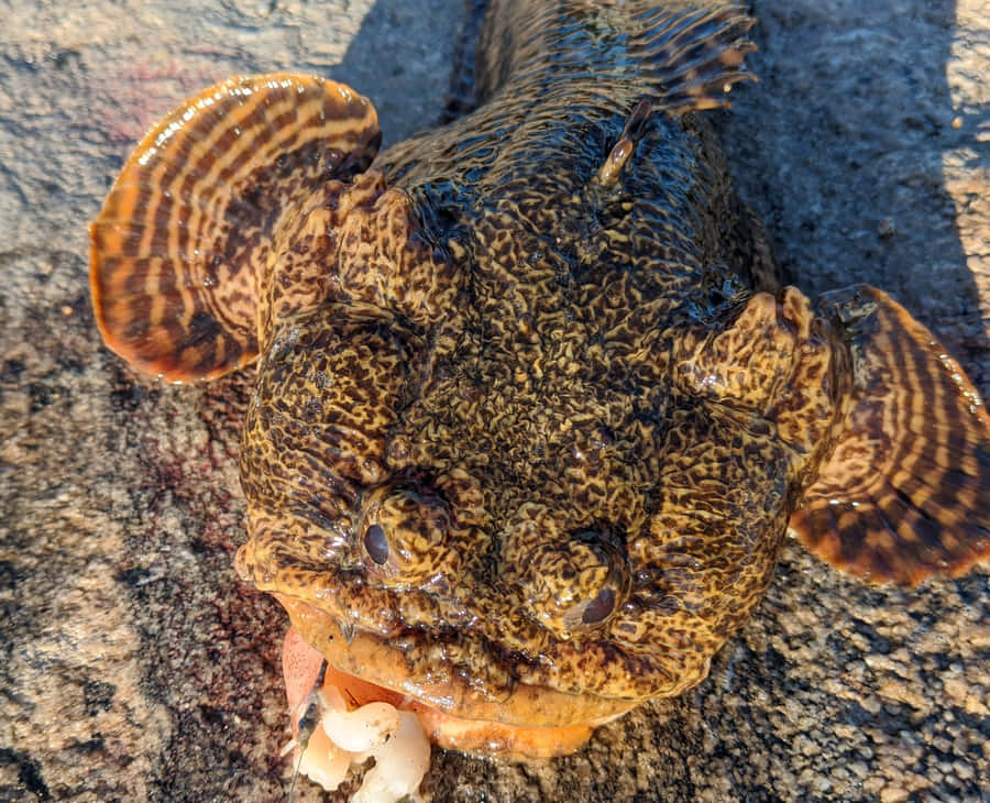 Toadfish Swimming Underwater Wallpaper