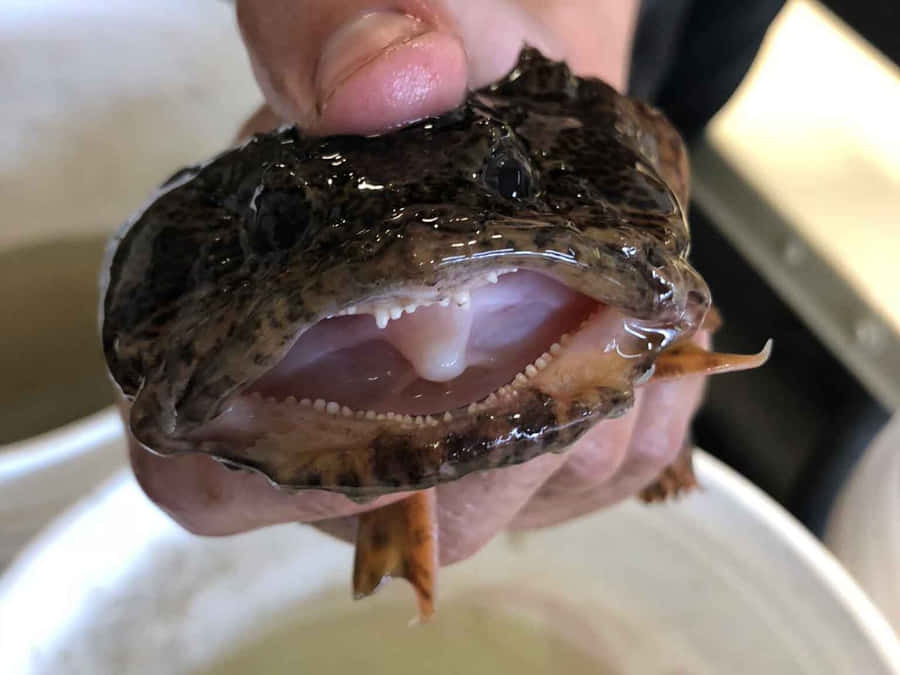 Toadfishwith Open Mouth Wallpaper