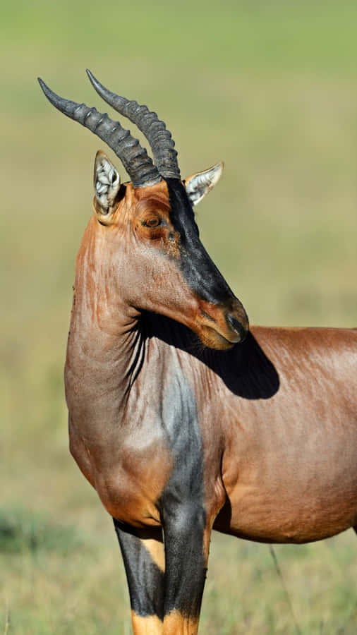 Topi Antelopein Grassland Wallpaper