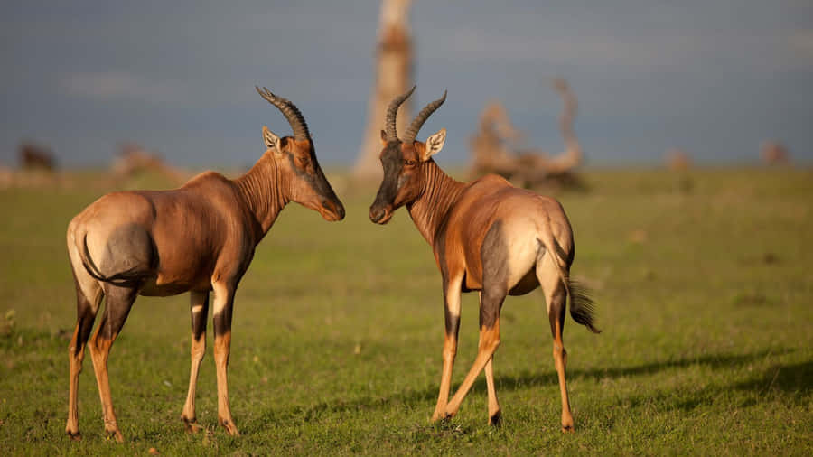 Topi Antelopes Facing Each Otherin Grassland Wallpaper