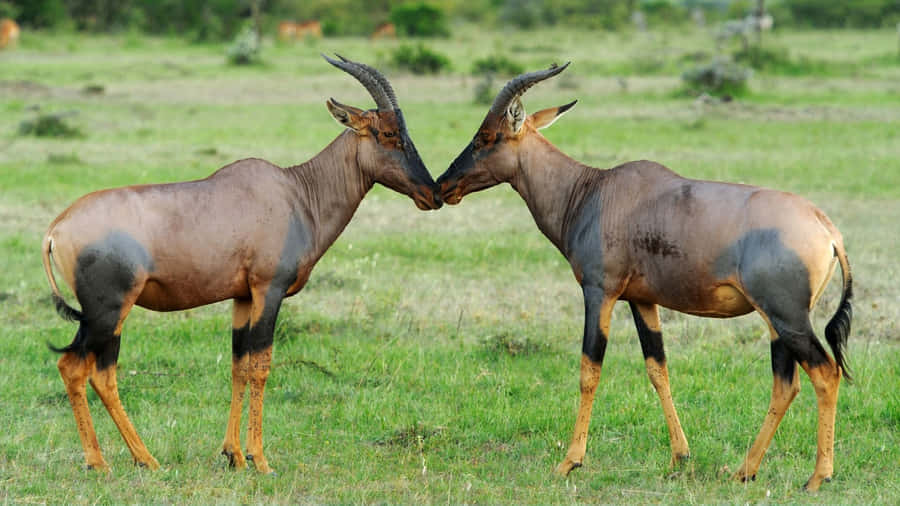 Topis Headto Headin Grassland.jpg Wallpaper