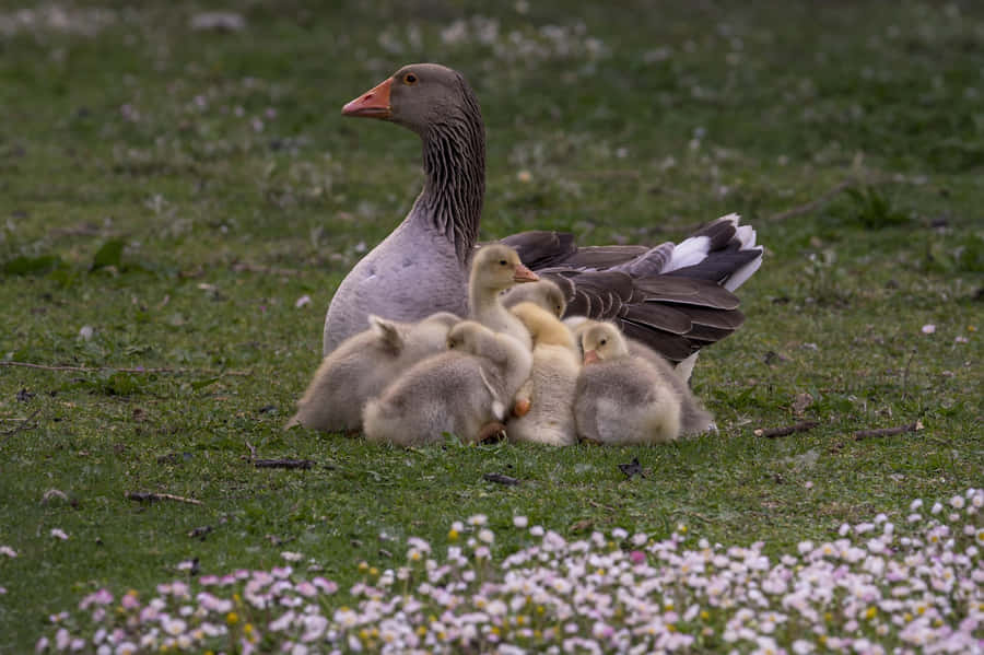 Toulouse Goose Mother Bird Wallpaper