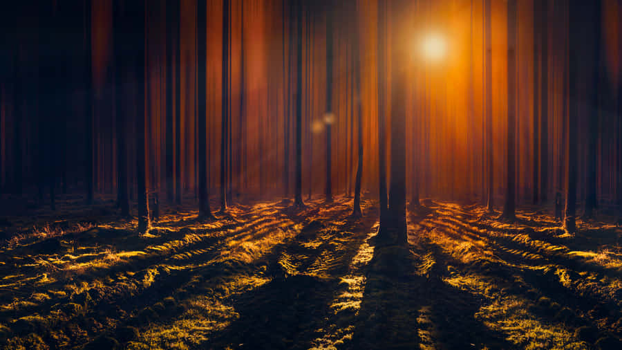 Towering Trees With Sun Rays Wallpaper