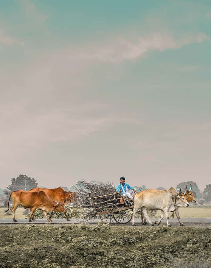 Traditional Farmer Oxen Cart Transportation Wallpaper