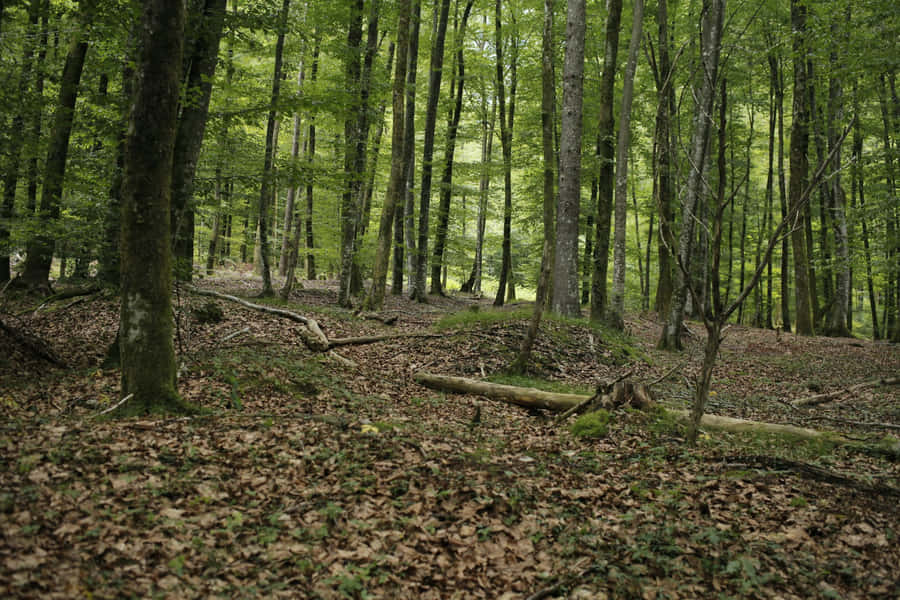 Tranquil Forest Glade Wallpaper