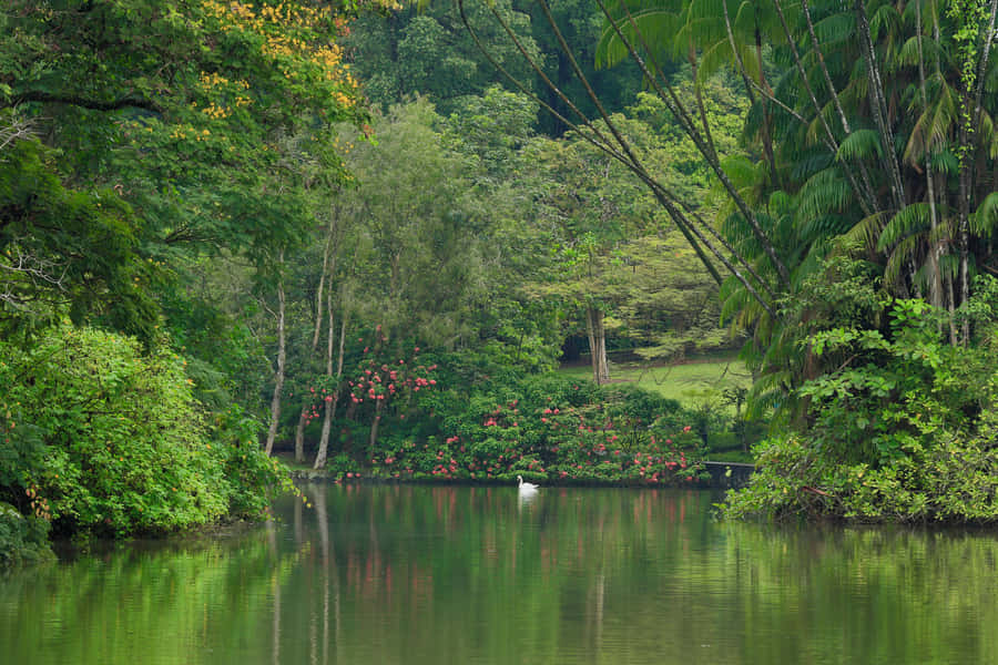 Tranquil_ Lake_ Singapore_ Botanic_ Gardens Wallpaper