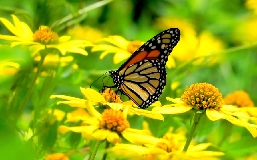 Tranquil Monarch Butterfly Landing On Yellow Flower Wallpaper