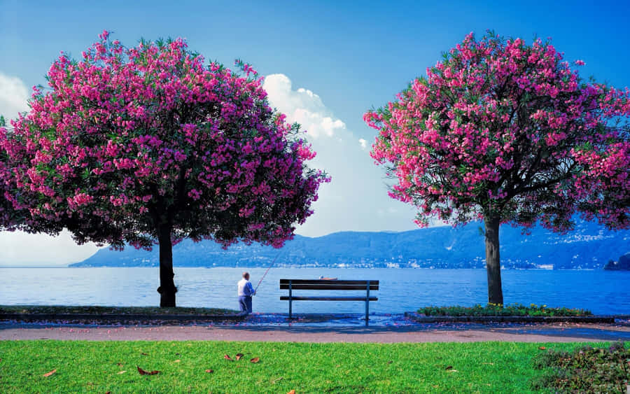 Tranquil Spring Day In The Park Wallpaper