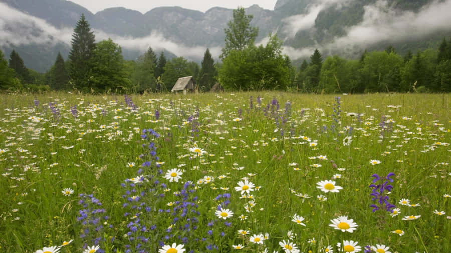 Tranquil Spring Meadow At Sunshine Wallpaper