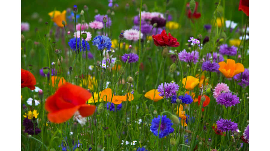 Tranquil Spring Meadow Scene At Sunrise Wallpaper