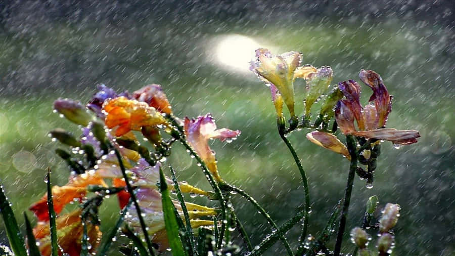 Tranquil Spring Rain In A Lush Forest Wallpaper