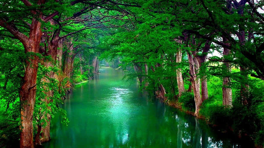 Tranquil Spring River Flowing Through The Forest Wallpaper