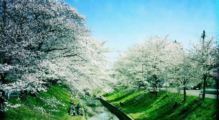 Tranquil Spring River Wallpaper