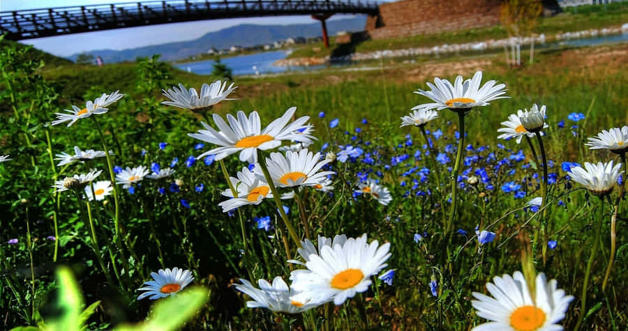 Tranquil Spring River Scene Wallpaper