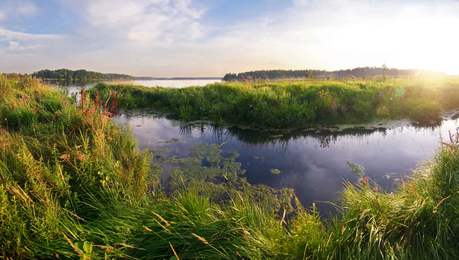 Tranquil Wetland Featuring Diverse Wetland Plants Wallpaper
