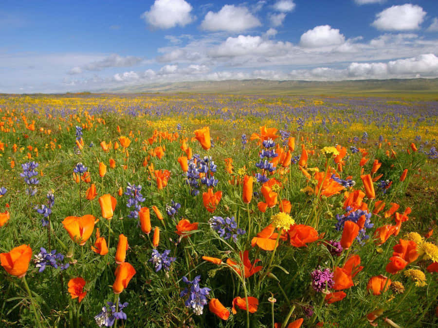 Tranquility Among Blooming Beauty Wallpaper