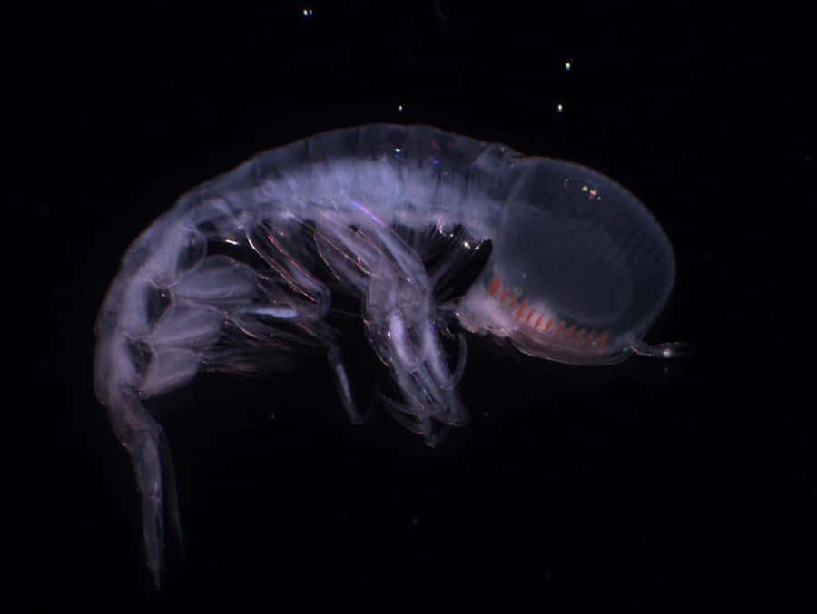 Transparent Amphipodin Dark Waters Wallpaper