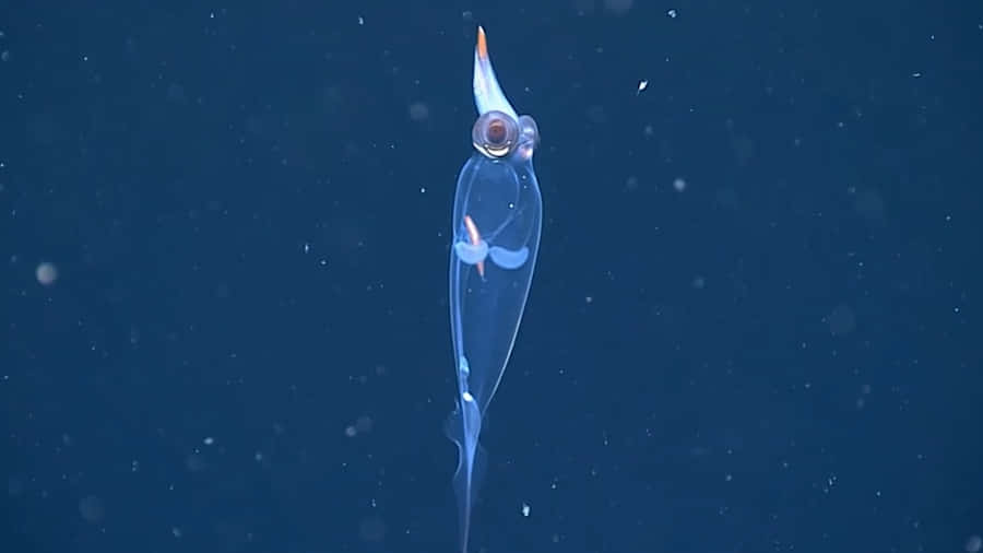 Transparent Glass Squid Deep Sea Wallpaper
