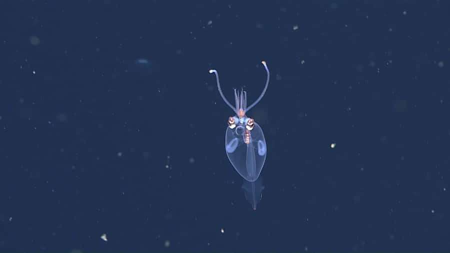 Transparent Glass Squid In Deep Sea Wallpaper