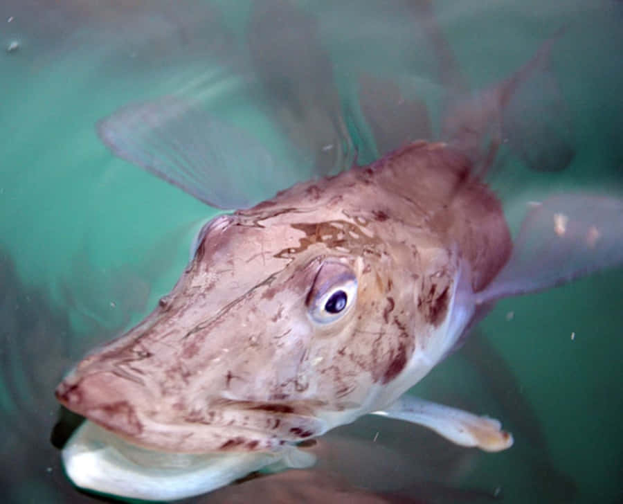 Transparent Icefish Swimming Wallpaper