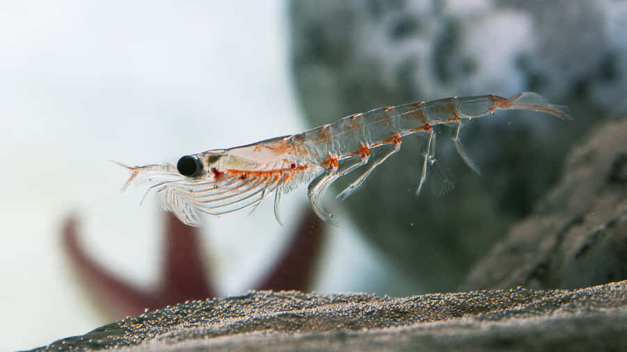 Transparent Shrimp On Rock Wallpaper