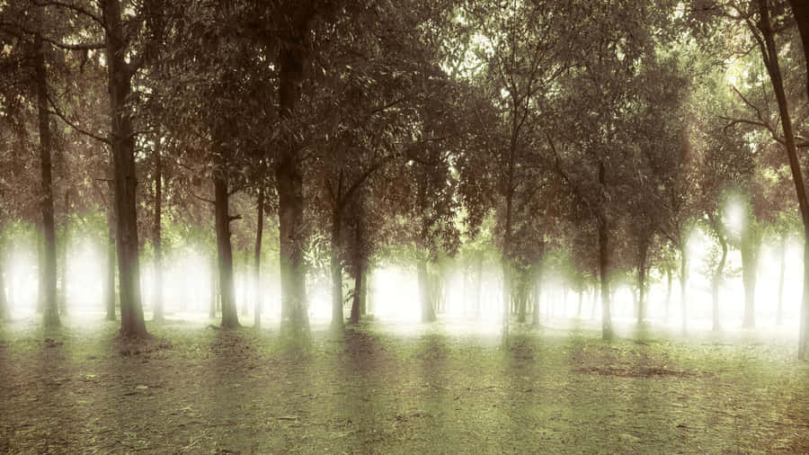 Tread Carefully In These Haunted Forests Wallpaper