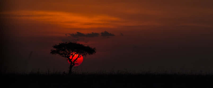 Tree In Africa Hd Wallpaper