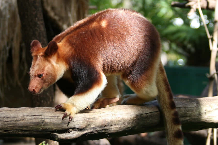 Tree Kangaroo On Branch Wallpaper