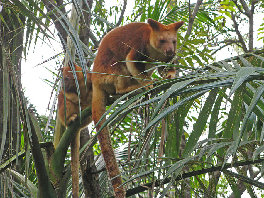 Tree Kangarooin Habitat.jpg Wallpaper