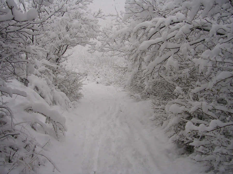 Trees Covered In Thick Snow Wallpaper