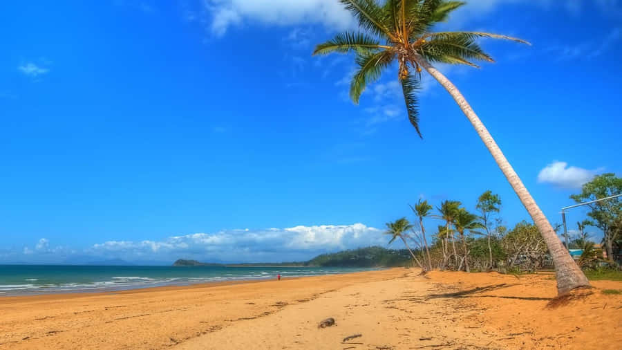 Tropical_ Beach_ Scene_with_ Palm_ Tree Wallpaper