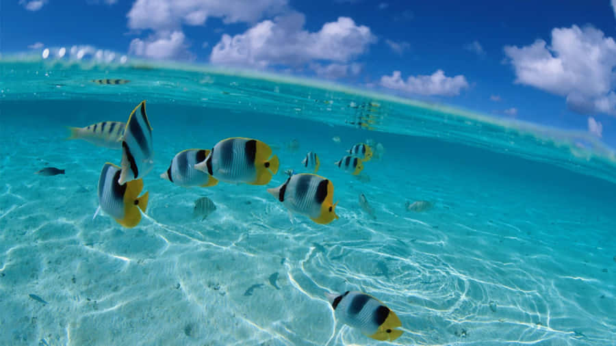 Tropical_ Butterflyfish_ School_ Underwater Wallpaper