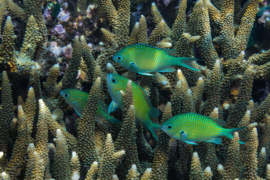 Tropical Fish Swimming Around Coral Reef Wallpaper