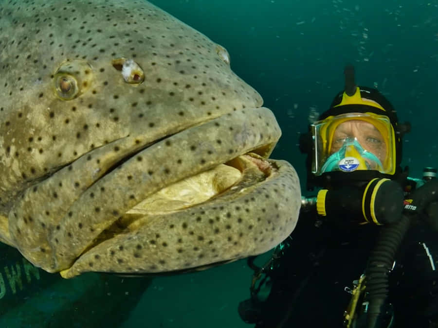 Tropical Grouper Fish In Colorful Coral Reef Wallpaper