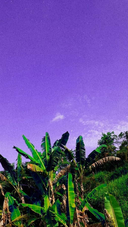 Tropical Night Sky Banana Leaves Wallpaper