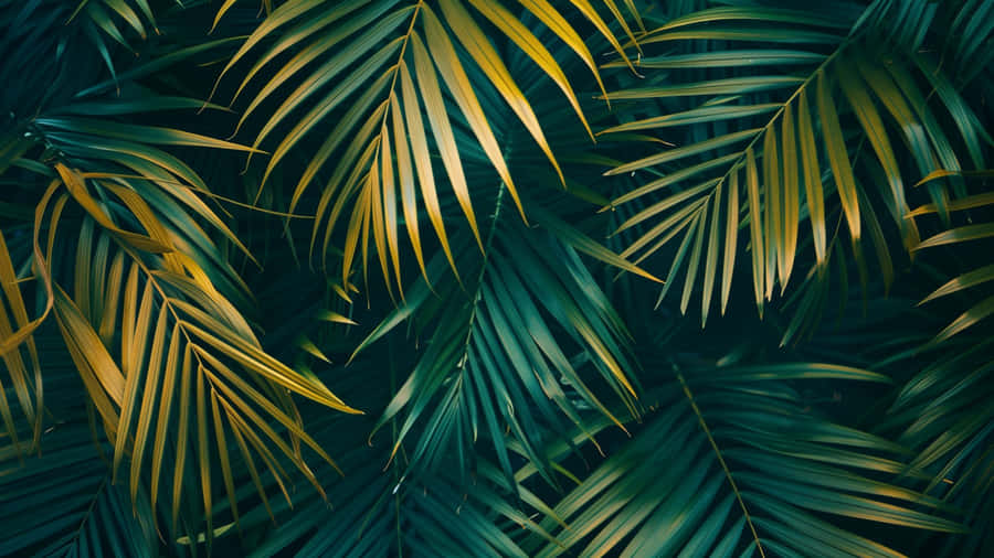 Tropical Palm Leaf Patterns Wallpaper