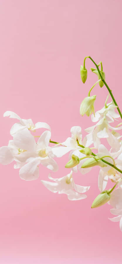 Tropical Paradise - A Beautiful Beach With Crystal Blue Waters Wallpaper