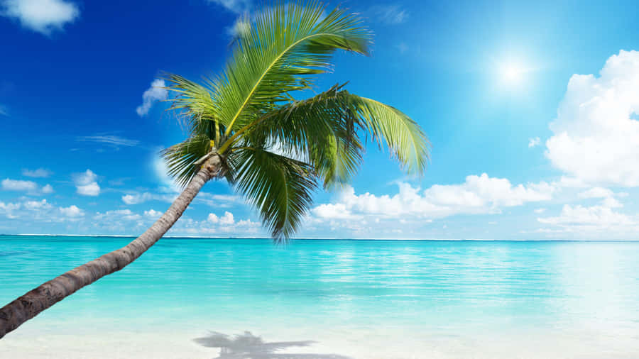 Tropical Paradise Beach Palm Tree Wallpaper
