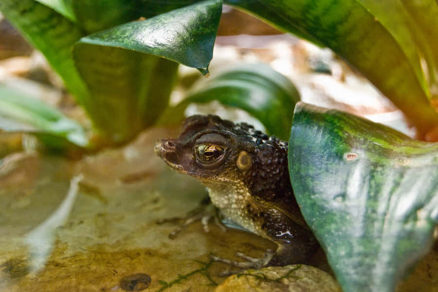 True Toad Hiding Among Leaves Wallpaper