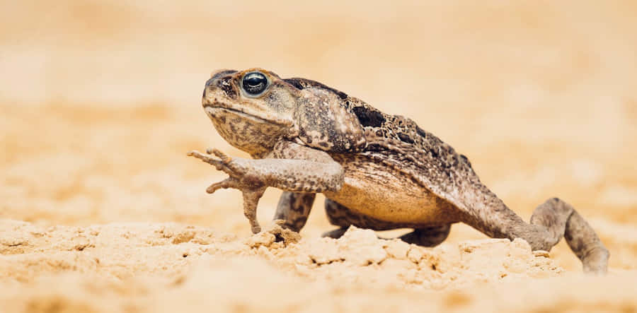 True Toadin Natural Habitat.jpg Wallpaper