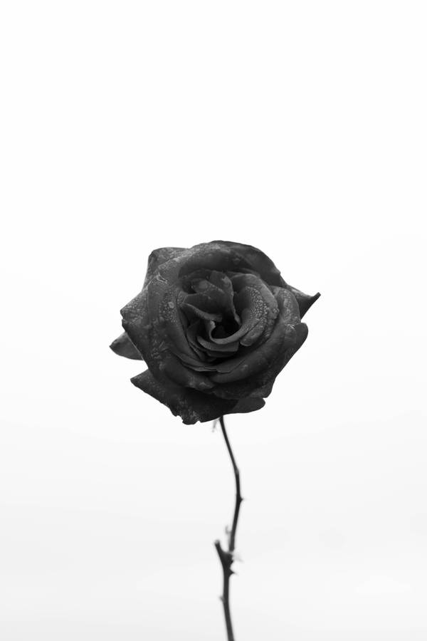 Turkey Endemic Black Rose Iphone Wallpaper