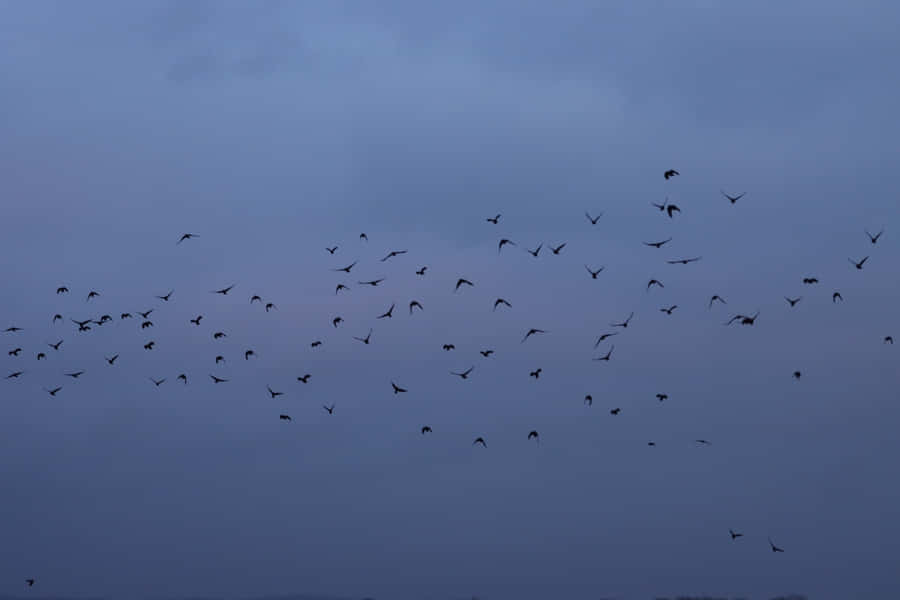 Twilight Bird Flock Sky Wallpaper