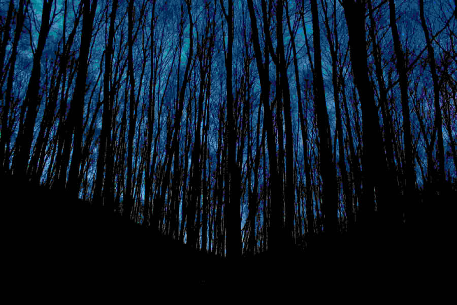 Twilight Silhouette Forest.jpg Wallpaper
