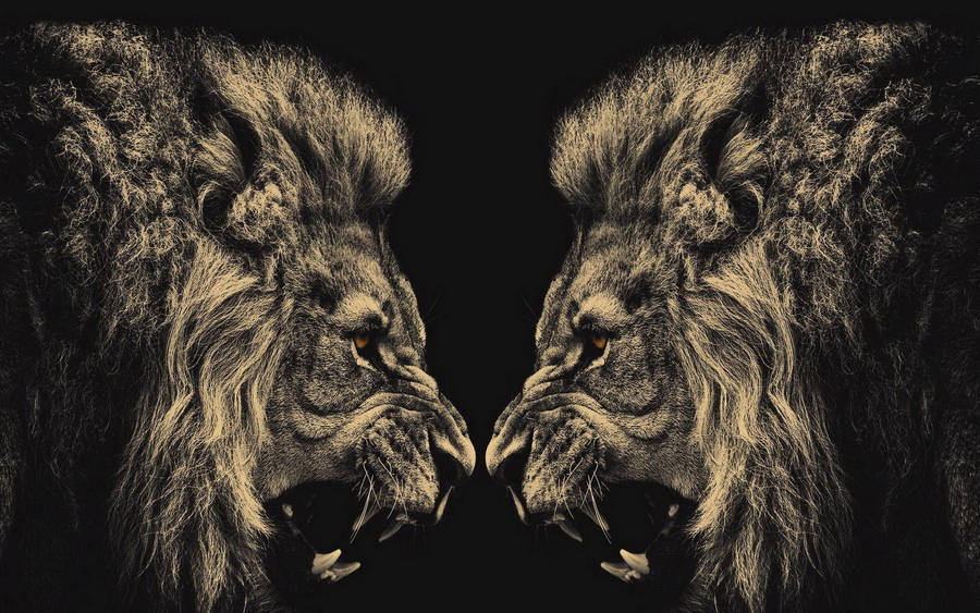Two Cool Lion Face To Face Wallpaper