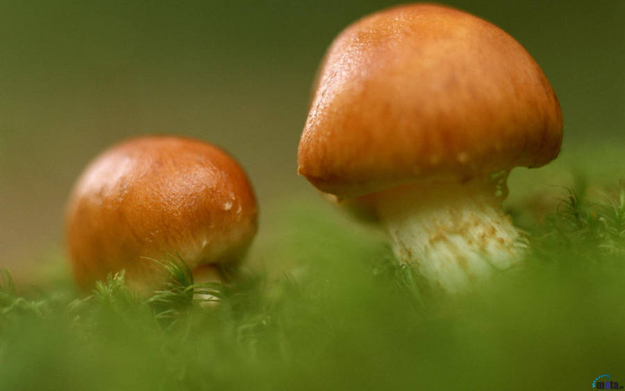 Two Cute Mushrooms Growing Wallpaper